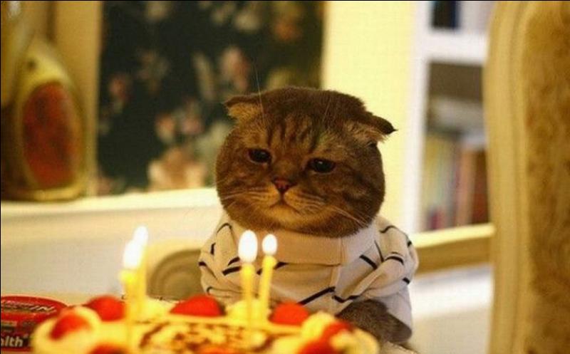 quel animal a 4 ans
