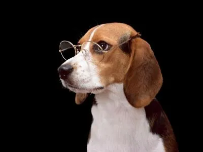 L'auteur nous demande à présent : Quelle est la race de ce chien ?