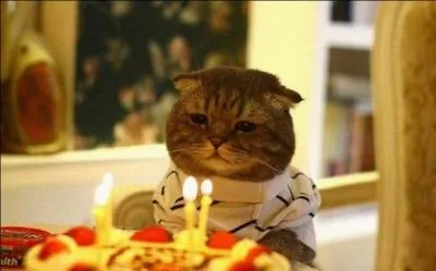 Pour aborder la dernière question, il faut bien connaître les chats, et être assez doué en mathématiques. Quel âge a un chat 3 ou 4 ans après sa naissance ?