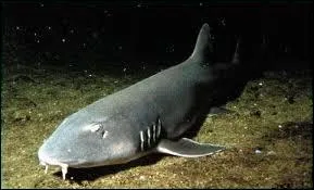 Comment appelle-t-on ce requin ?