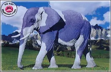 Cet éléphant fait de la publicité pour la marque de chocolat...