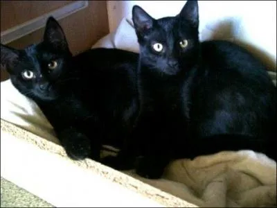 Et quel animal n'ont-ils pas le droit de toucher ?