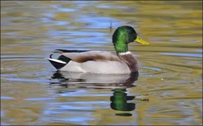 Ce canard a un nom en rapport avec sa couleur, comment s'appelle-t-il ?