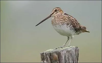 A quoi sert le long bec de la bécassine des marais ?