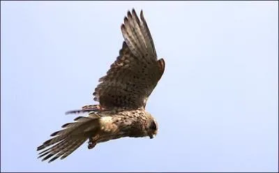 Le faucon crécerelle doit son nom à...