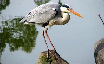 Comment s'appelle cet animal ?