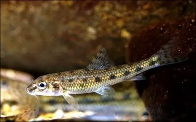 Le goujon est un poisson très sensible à la pollution, il est considéré comme....