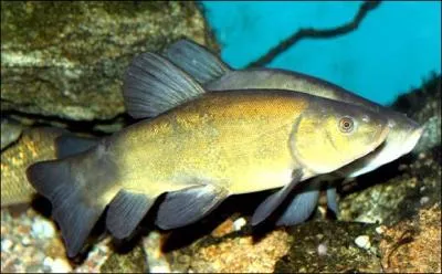 Comment s'appelle ce poisson ?