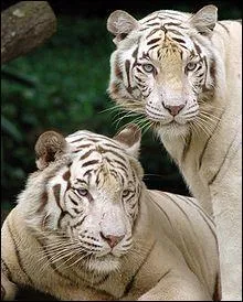 Comment sont les yeux du tigre blanc ?