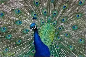 Trouvez cette expression !