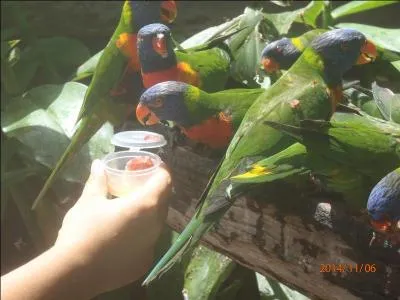 Trouvez, grâce aux oiseaux, le titre d'un film !