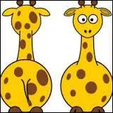 La girafe qui regarde dans le même sens que vous est à la droite de la girafe qui vous regarde.