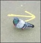Où va le pigeon ?