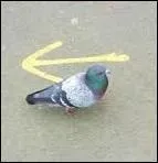 Qu'indique la flèche ?