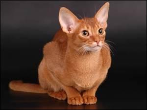 Ce chat vient d'Asie, quelle est son espèce ?