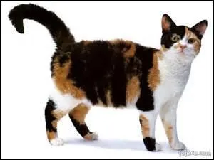 Ce chat vient des États-Unis, quelle est son espèce ?