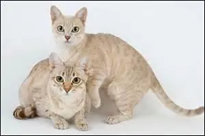 Ce chat vient d'Australie, quelle est son espèce ?