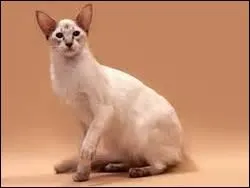 Ce chat vient des États-Unis , quelle est son espèce ?