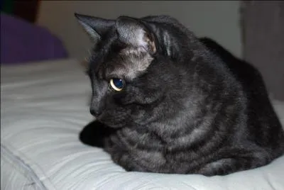 Ce chat vient d'Angleterre , quelle est son espèce ?