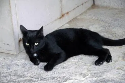 Comment s'appelle le chat ?