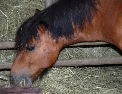 Comment s'appelle ce poney-ci ?