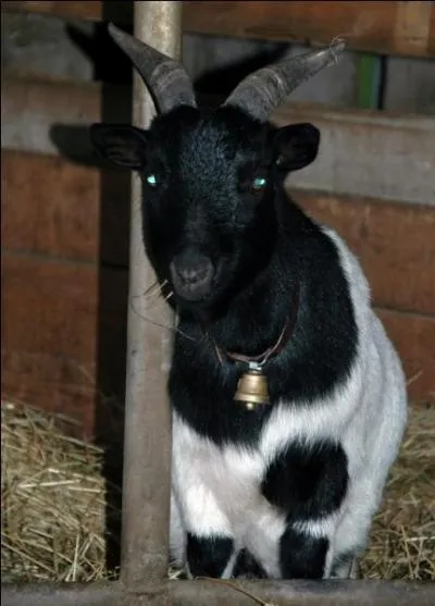 Comment s'appelle cette chèvre ?