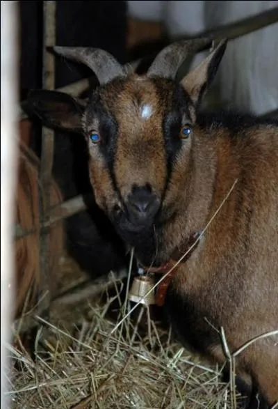 Comment s'appelle cette chèvre ?