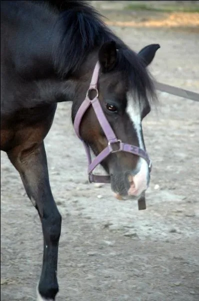 Quel poney est-ce ?