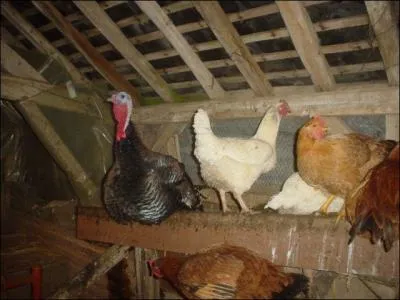 Un véritable _________ !