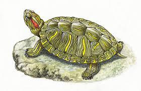 Quiz Animaux