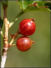 Une baie est un type de fruit charnu qui a des graines ou des pépins. C'est aussi une étendue...