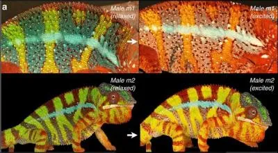 Comment se nomment les cellules contenant les pigments rouges ?