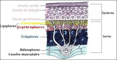 D'après vous, quelle couche ne contient pas de pigments ?
Regardez le schéma.