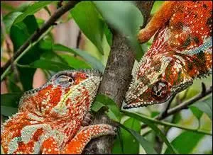 Deux mâles se défiant, comment sont-ils ?