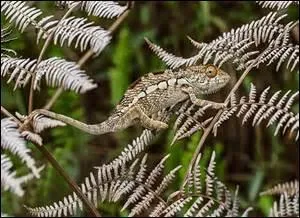 Qu'est-ce qui entraîne le changement de couleurs chez les caméléons ?