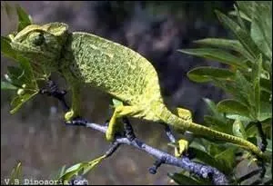 Que fait un caméléon qui vient de perdre le combat ?