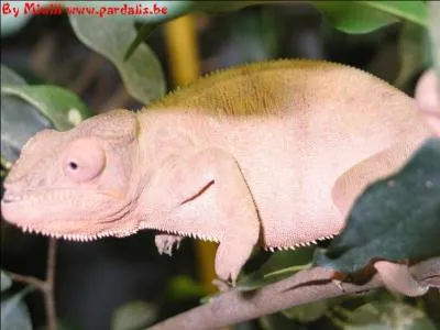 Quels signaux cette femelle caméléon panthère lance-t-elle ?