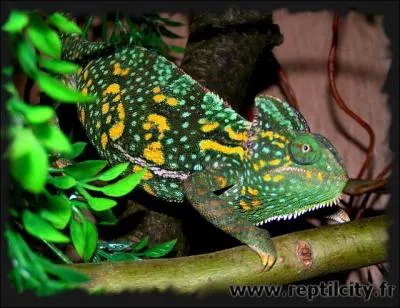 Combien de temps le changement de couleurs prend-il, en moyenne ?