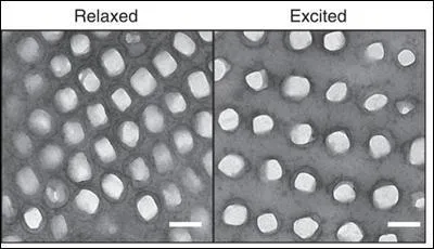 De quelles couleurs le caméléon est-il lorsqu'il se trouve au repos ?