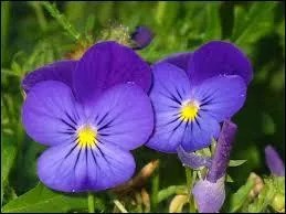 Lequel de ces surnoms est parfois donné à la violette ?