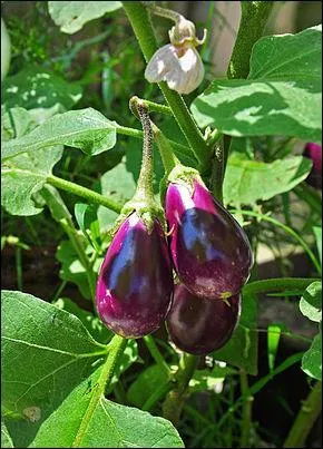 Lequel de ces légumes est violet ?