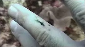 Lorsque vous vous trouvez à environ dix mètres de profondeur dans l'océan, votre sang, habituellement rouge, prend une autre couleur. Laquelle ?