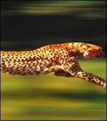 Les premiers jours, il marche à une allure _________ .