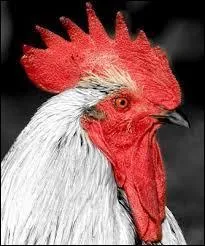 Fernand franchit des _________ .