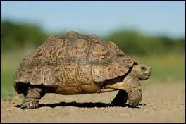 Il se dit qu'il y a _________ mieux à faire...