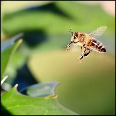 Si vous vous faites piquer par cet insecte, son dard restera enfoncé dans votre peau. Il s'agit