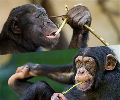 Où est le bonobo, où est le chimpanzé ?