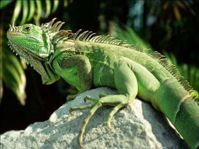 Quel est ce magnifique reptile ?