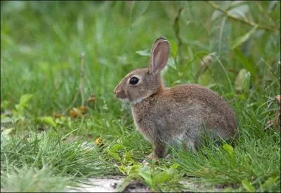 Ce que vous voyez sur cette photo est un lapin.