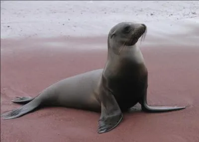 Cet animal peut faire tenir un ballon en équilibre sur son nez. C'est bien sûr